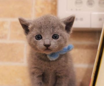 ロシアンブルー【神奈川県・男の子・2019年3月9日・ブルー】の写真「とってもキュート☆」