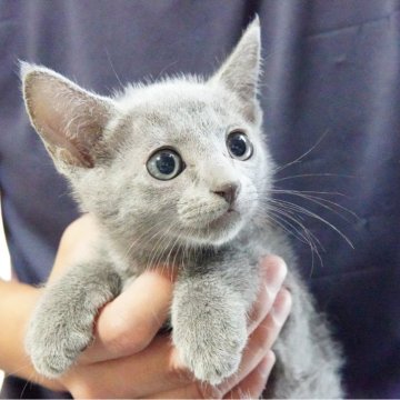 ロシアンブルー【神奈川県・男の子・2024年5月16日・ブルー】の写真「兄弟にゃんこと仲良く遊んでます♪」