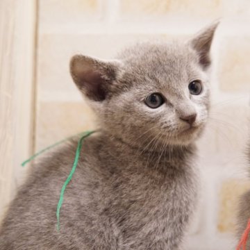 ロシアンブルー【神奈川県・男の子・2023年12月31日・ブルー】の写真「可愛らしいお顔立ちの男の子♪」