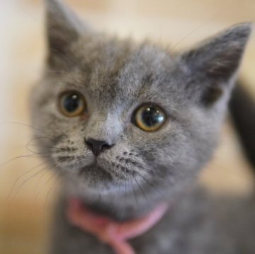 ブリティッシュショートヘア【神奈川県・女の子・2023年2月18日・ブルー】の写真「可愛らしいお顔立ちの女の子♪」