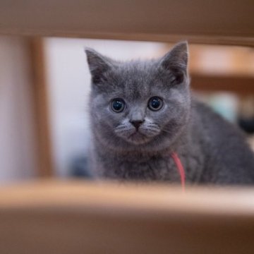 ブリティッシュショートヘア【神奈川県・女の子・2023年1月29日・ブルー】の写真「可愛らしいお顔立ちの女の子♪」