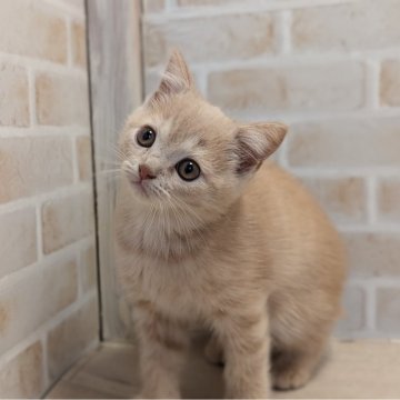 ブリティッシュショートヘア【神奈川県・男の子・2024年8月13日・クリーム】の写真「人懐こい男の子♪」