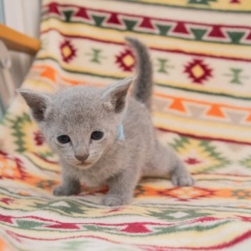 ロシアンブルー【神奈川県・男の子・2023年9月13日・ブルー】の写真「可愛らしい子猫ちゃん♪」