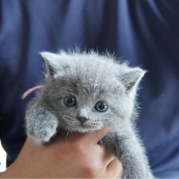 ブリティッシュショートヘア【神奈川県・女の子・2024年5月5日・ブルー】の写真「まるまる◎可愛らしいお顔の女の子♪」