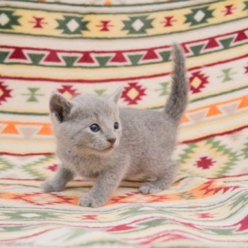 ロシアンブルー【神奈川県・男の子・2023年9月13日・ブルー】の写真「可愛らしい子猫ちゃん♪」