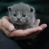 ブリティッシュショートヘア【神奈川県・男の子・2024年2月26日・ブルー】の写真2