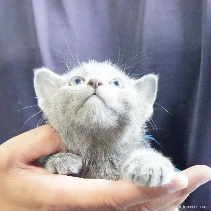 ロシアンブルー【神奈川県・男の子・2024年5月29日・ブルー】まんまるお目々の男の子♪｜みんなの子猫ブリーダー（子猫ID：2407-02168）