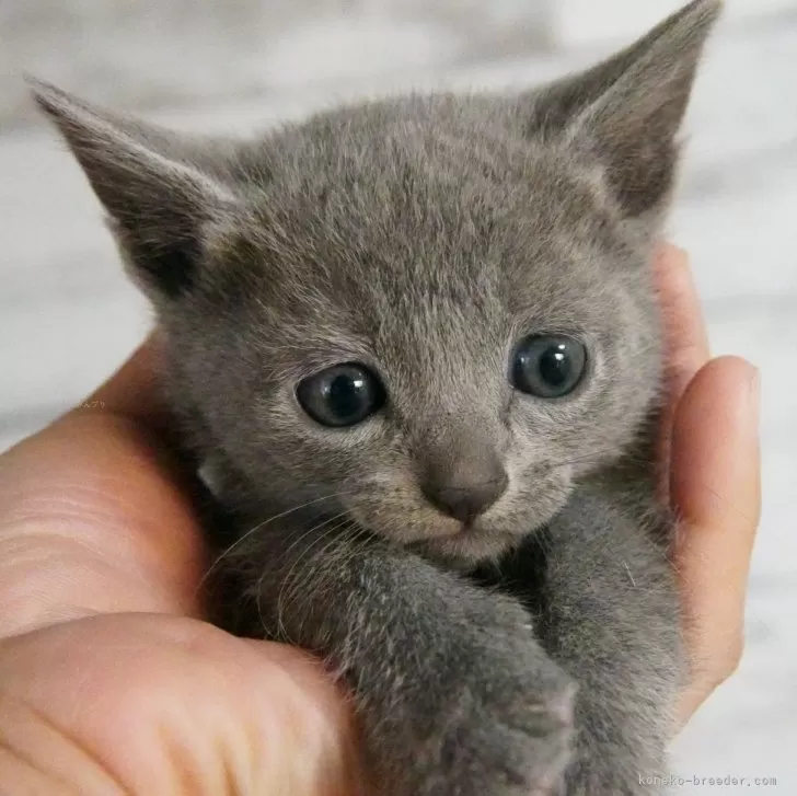 レイのママ 様のお迎えした子猫