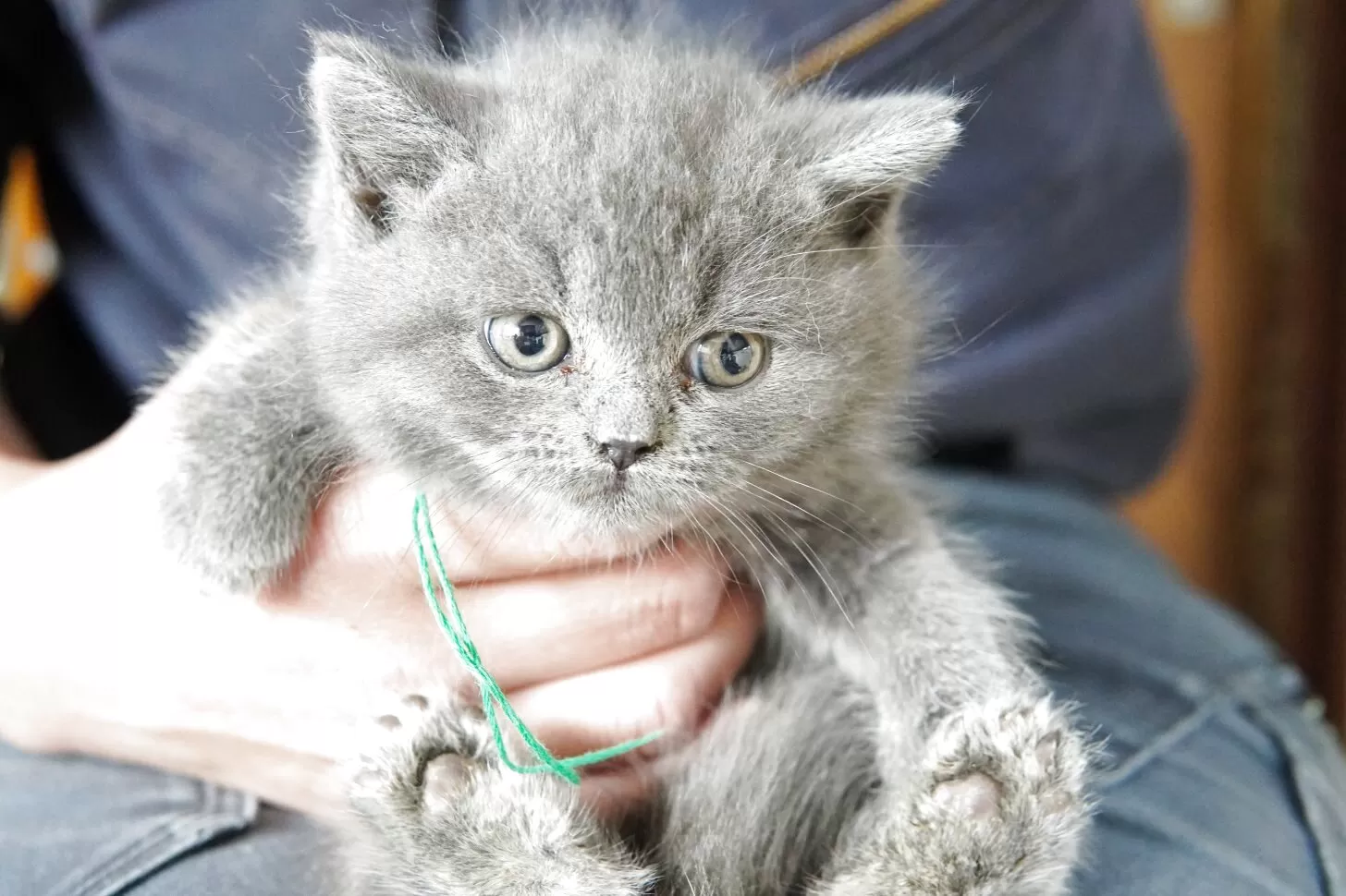 Y.Y 様のお迎えした子猫
