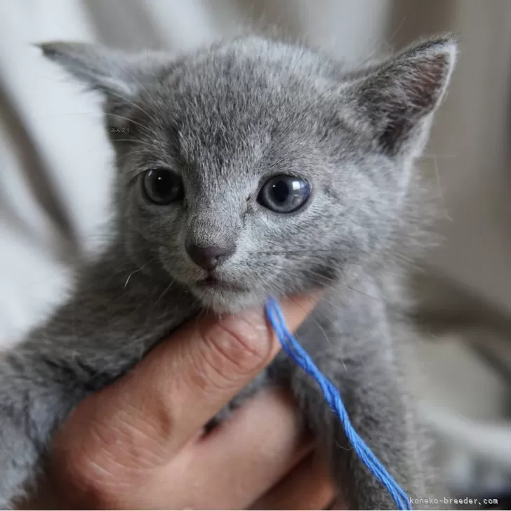 かよ 様のお迎えした子猫
