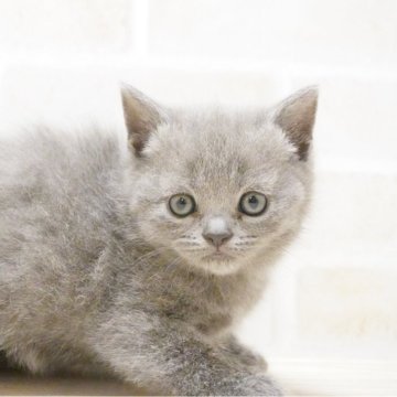 ブリティッシュショートヘア【神奈川県・女の子・2025年2月22日・ブルー】の写真「にゃんこの日生まれ♪愛らしい女の子♪」