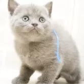 ブリティッシュショートヘア