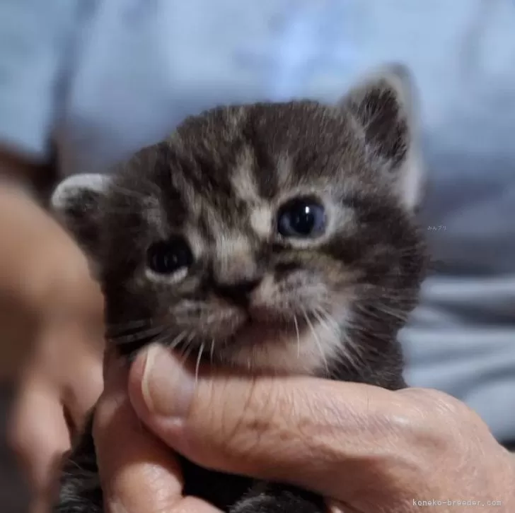 M.M 様のお迎えした子猫