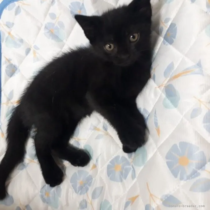 ID:2308-01814の子猫