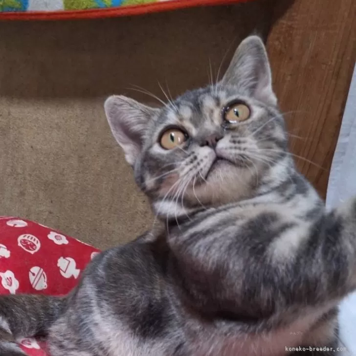 ID:2404-02820の子猫