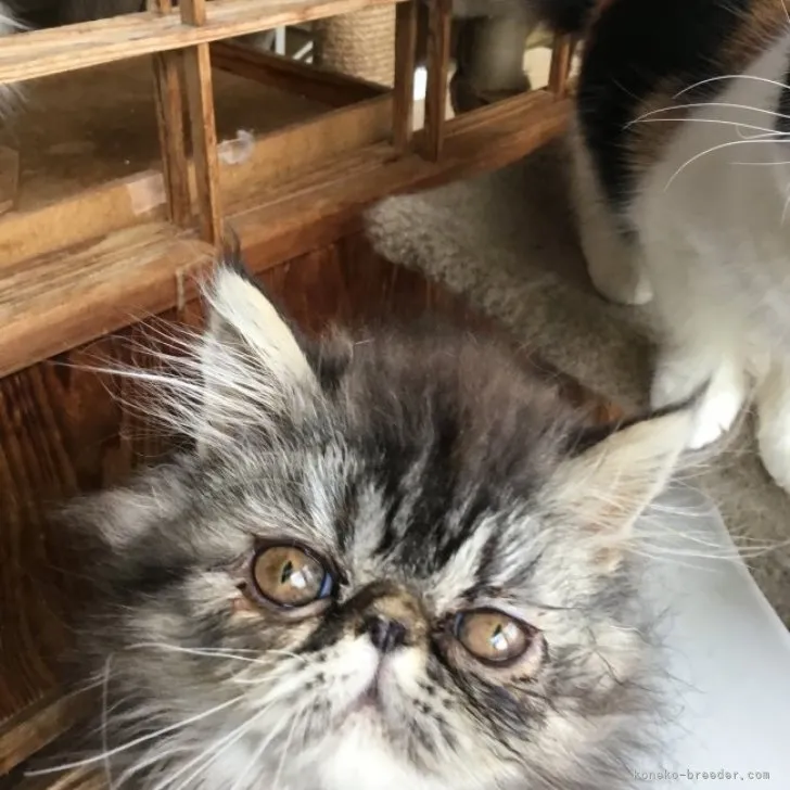 ID:2303-02826の子猫