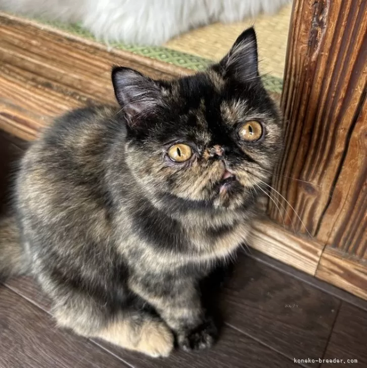 ID:2406-01024の子猫