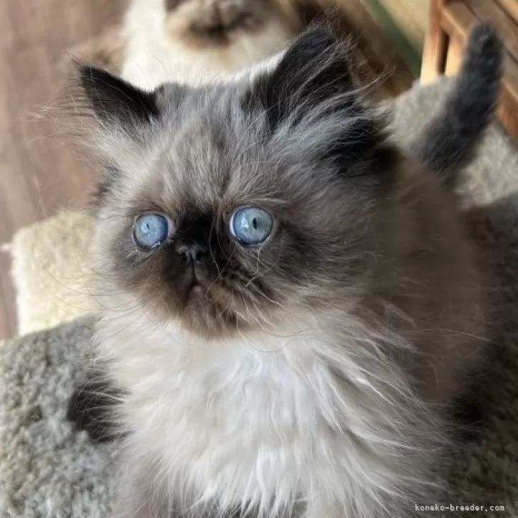 ID:2503-01020の子猫