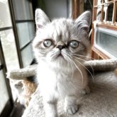 エキゾチックショートヘア