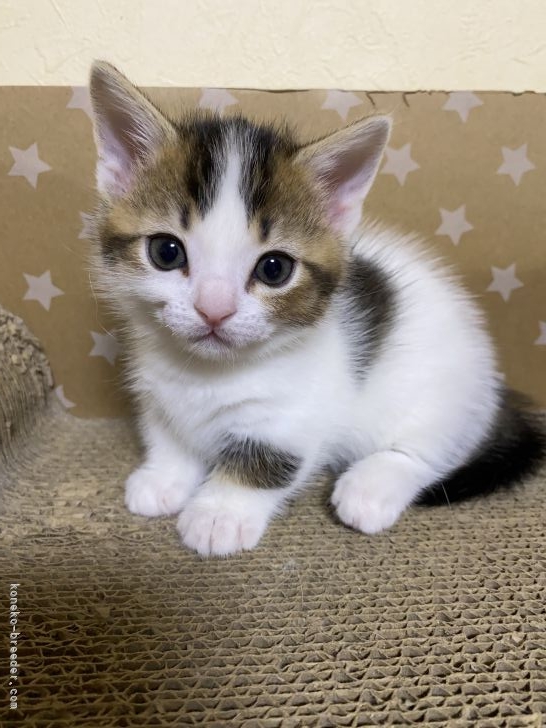 マンチカンの子猫をお迎えいただいたお客様の声 口コミ 評判 徳島県 みんなの子猫ブリーダー