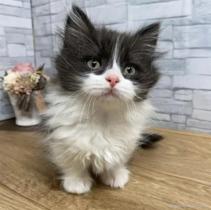 ID:2301-01910の子猫