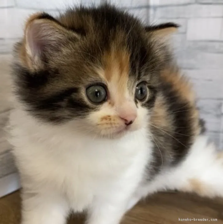 ID:2304-01918の子猫