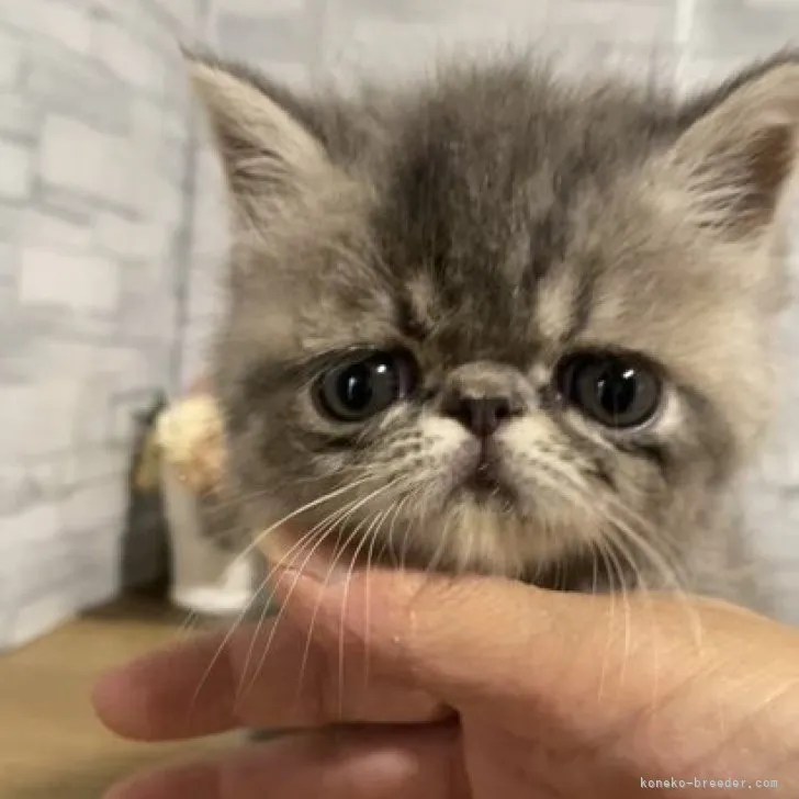 フジタ 様のお迎えした子猫