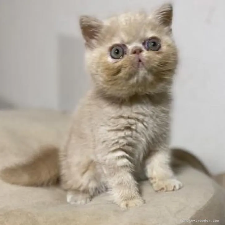 MK 様のお迎えした子猫