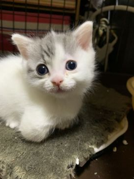 マンチカン(短足)【徳島県・男の子・2019年12月15日・ブルー&ホワイトバン】の写真「超短足の小さな男の子です。動画更新しました。」