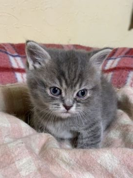 マンチカン(短足)【徳島県・男の子・2019年4月5日・ブルータビー（短毛）】の写真「超短足のかわいいお顔の珍しいブルー君です。」