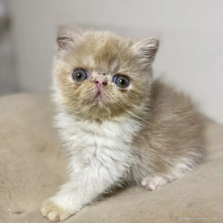 もからて 様のお迎えした子猫