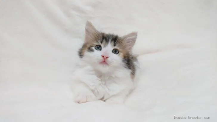 ID:2008-01619の子猫