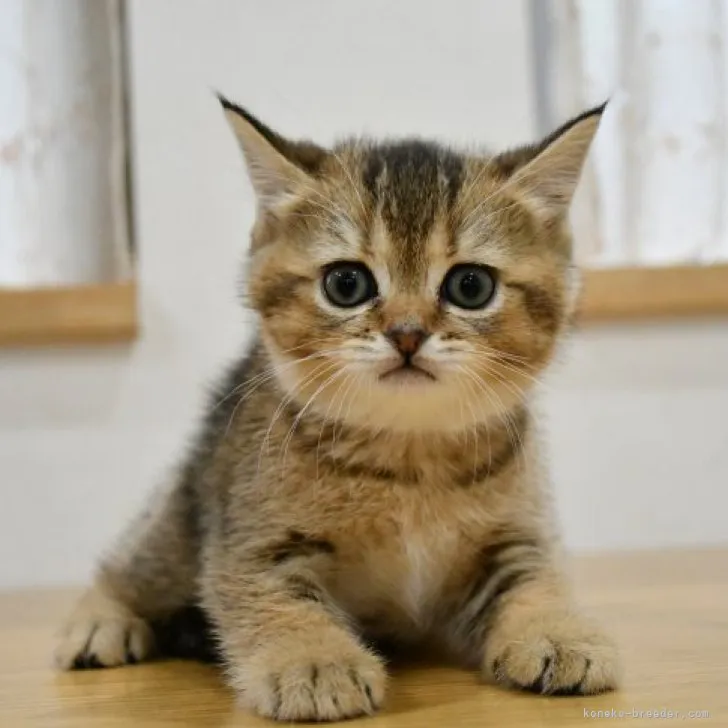 ID:2304-01689の子猫