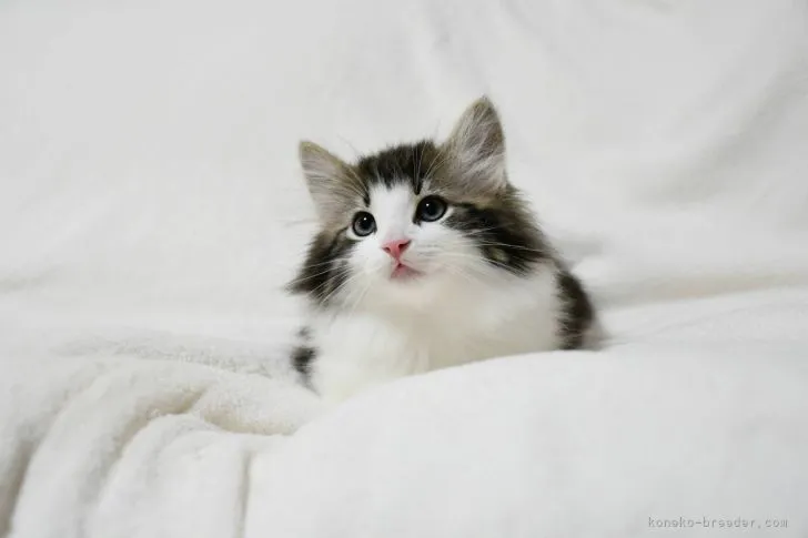 ID：2111-01101の子猫