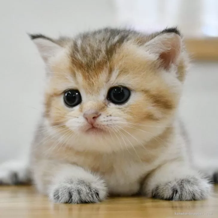 ID：2409-01701の子猫