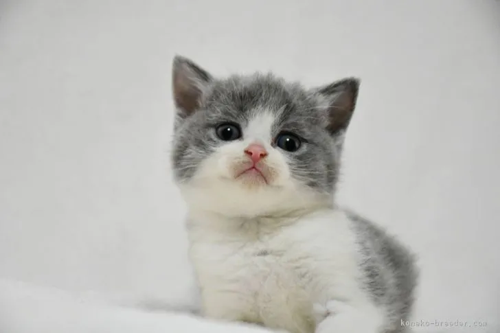 ID:2107-01870の子猫