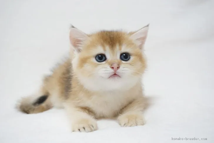 ID：2008-01615の子猫