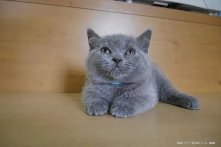 ID:1511-00175の子猫