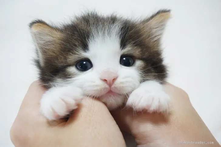 ID:2007-00341の子猫