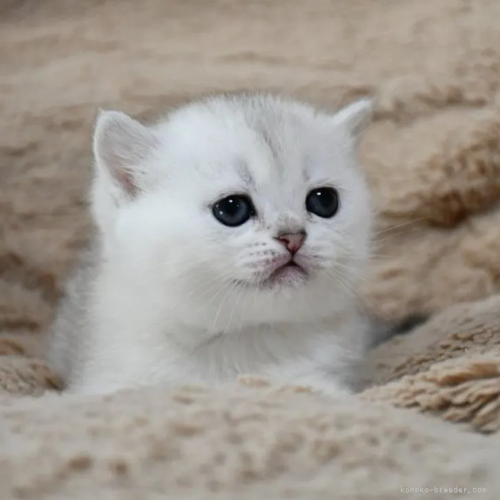 ID:2311-02286の子猫