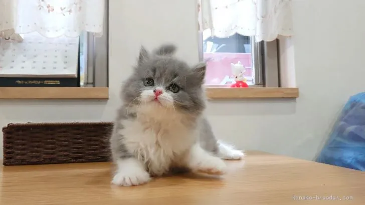 ID:2004-00661の子猫