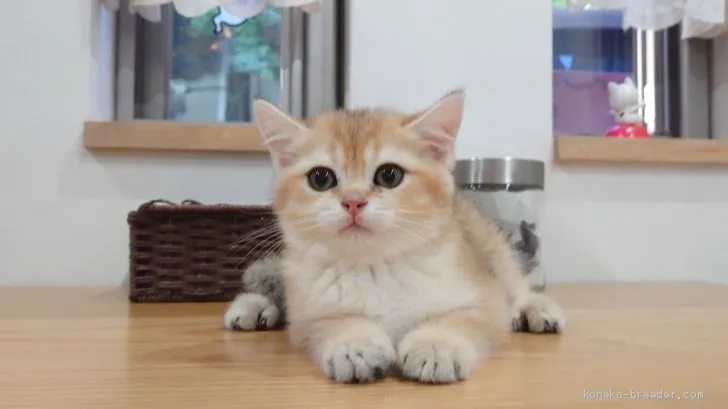 ID:2008-00128の子猫