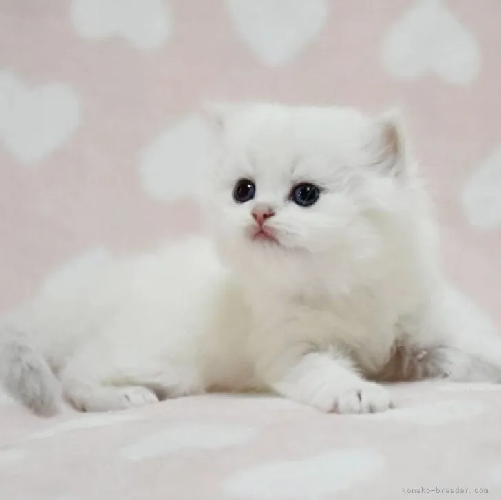 ID:2304-01616の子猫
