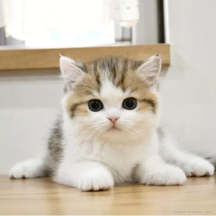 ID:2504-00486の子猫