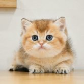ブリティッシュショートヘア