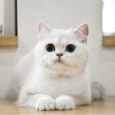 ブリティッシュショートヘア