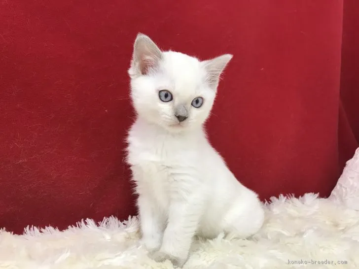 Y.Y 様のお迎えした子猫