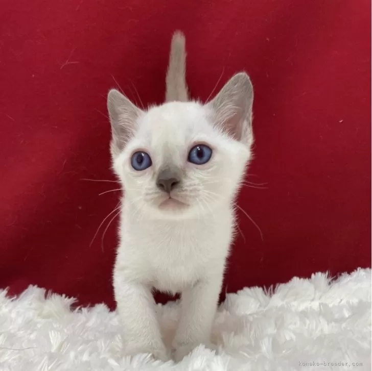 ID:2406-02371の子猫