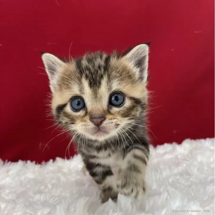 Jun 様のお迎えした子猫