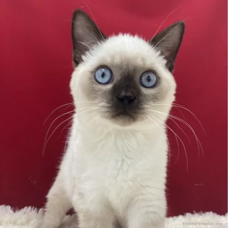 ID:2407-02642の子猫